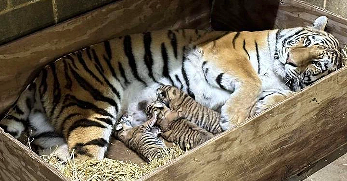 Lioness Lola gave birth to triplet cubs at Chelyabinsk . (Video)