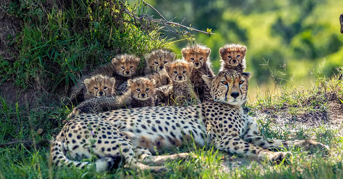 Lioness Lola gave birth to triplet cubs at Chelyabinsk . (Video)