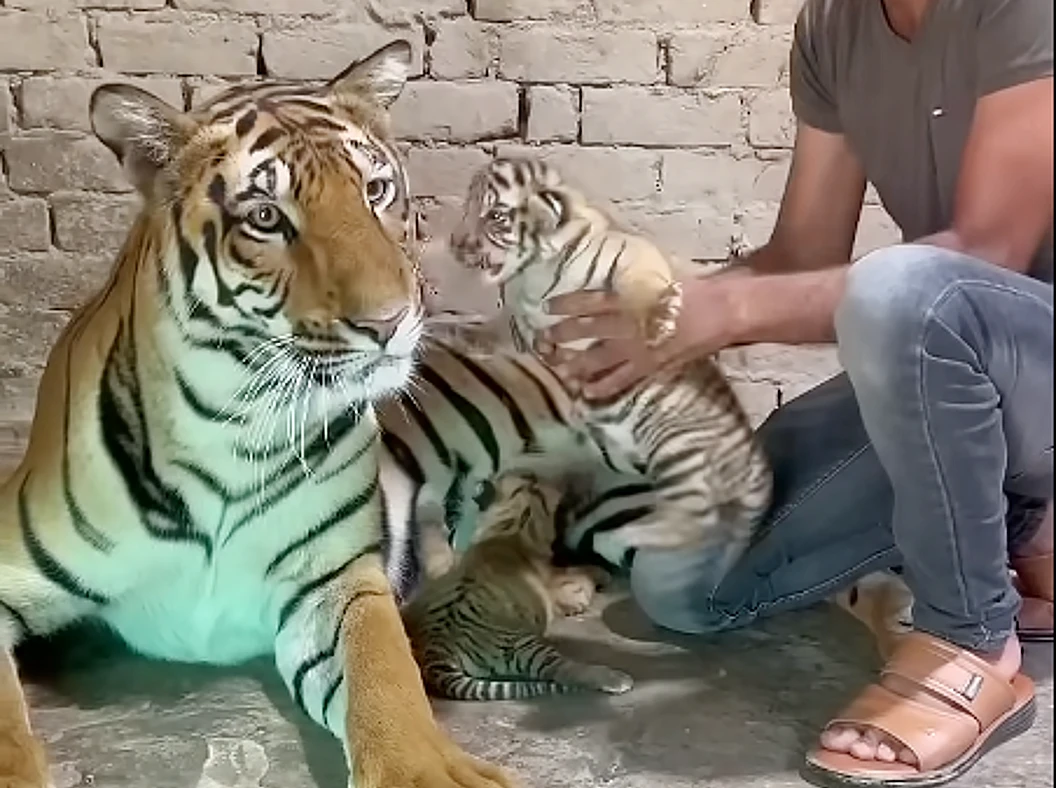 Lioness Lola gave birth to triplet cubs at Chelyabinsk . (Video)