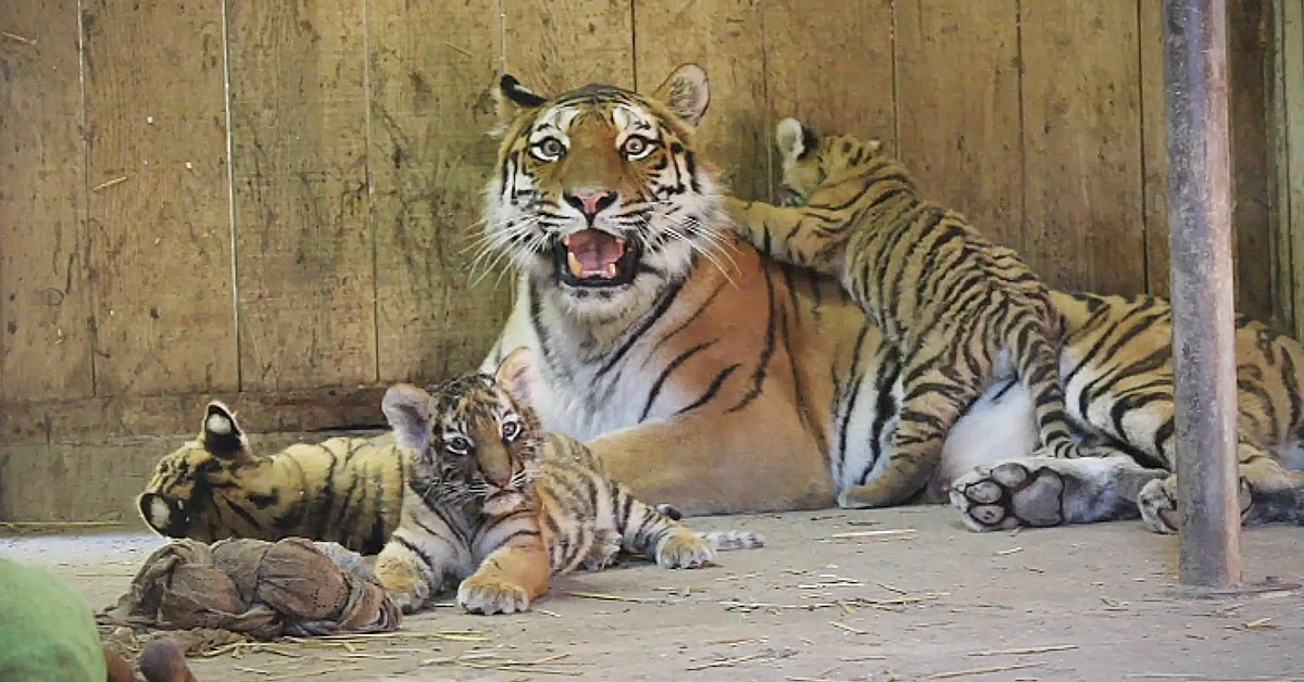 Lioness Lola gave birth to triplet cubs at Chelyabinsk . (Video)