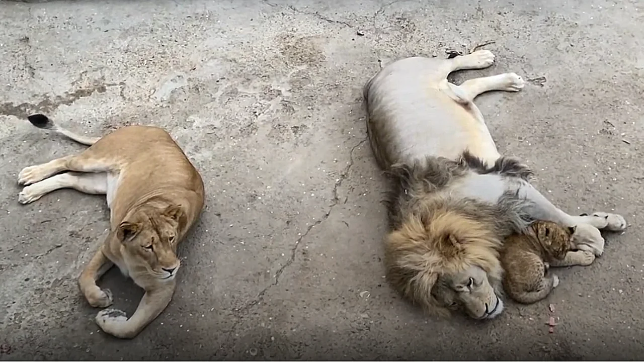 Lioness Lola gave birth to triplet cubs at Chelyabinsk . (Video)